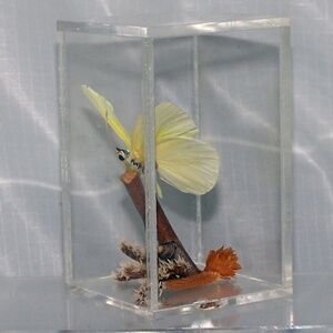 Brimstone butterfly mounted in a Clear Case